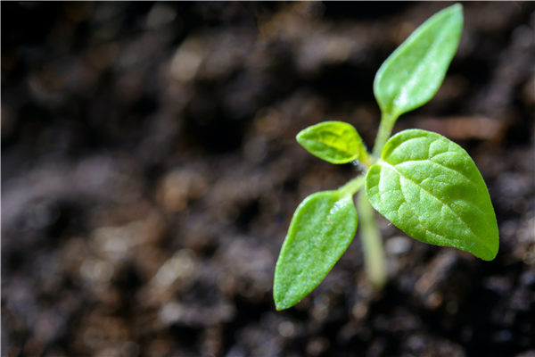 植物冠層測量儀